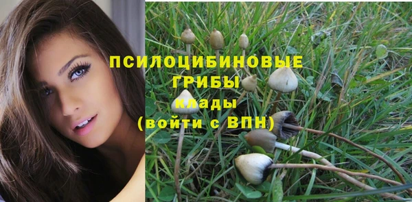 стаф Алзамай