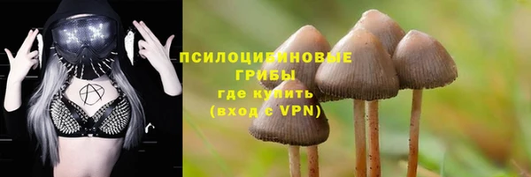 стаф Алзамай